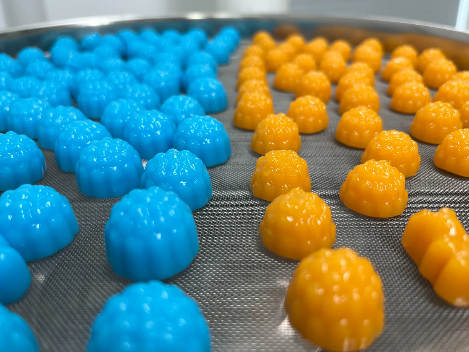 Yellow and blue berry-shaped gummies arranged on a mesh production tray, illustrating the article's discussion of flavor development and sensory screening for creatine gummies.