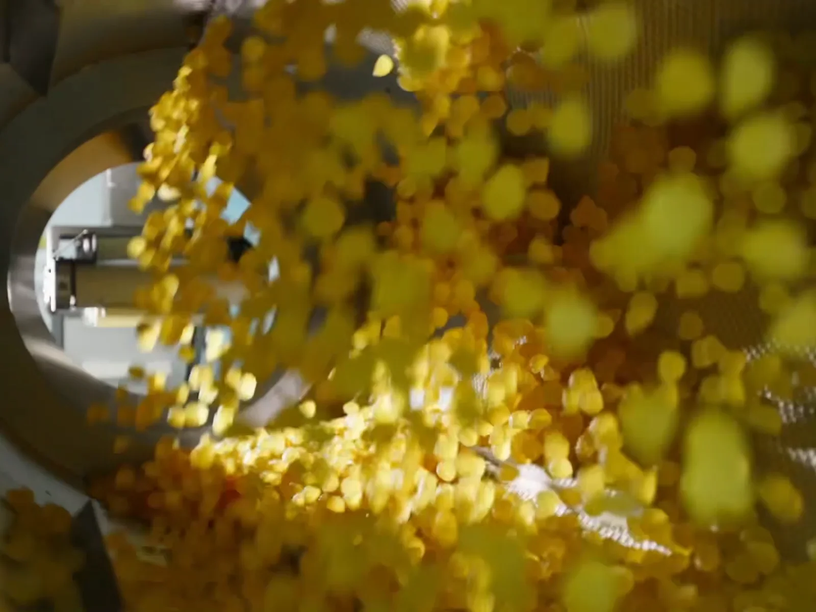 Yellow gummies tumble inside a metal processing drum, illustrating the gummy production process alongside the article's comparison of creatine gummies and powder.