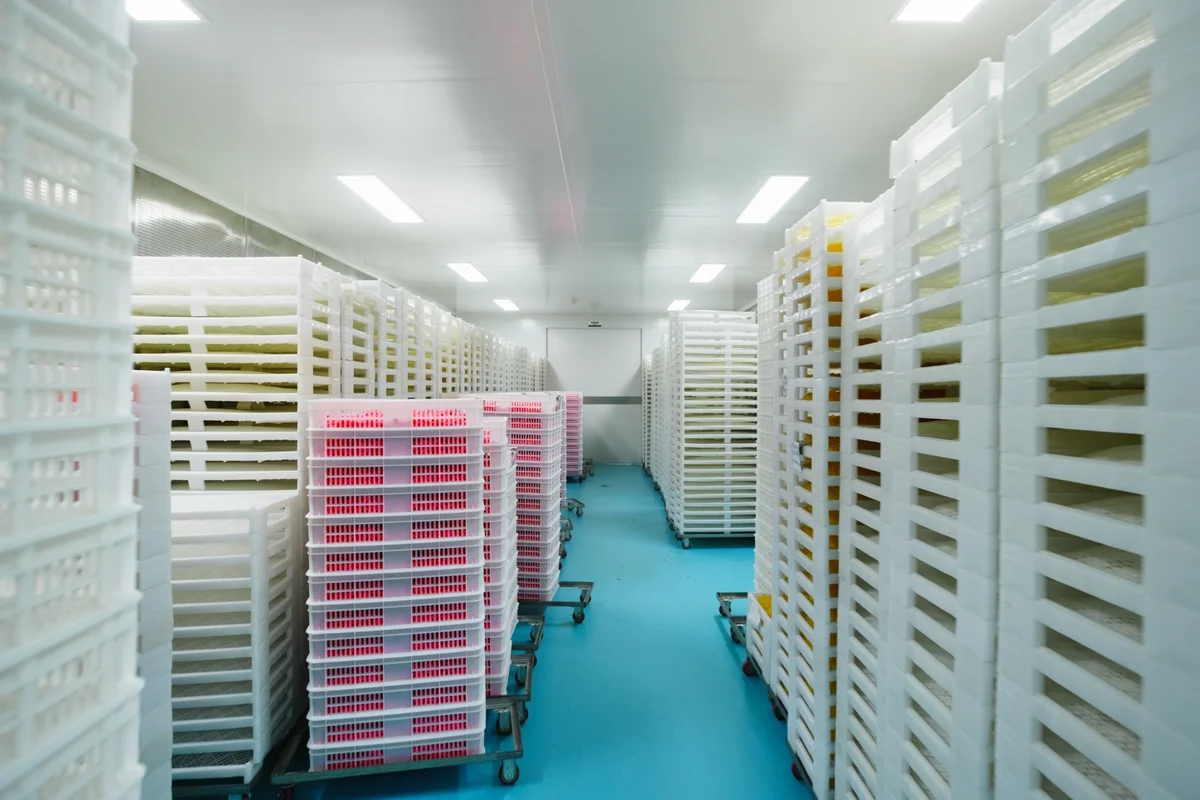 An aisle between rows of racks holding gummy drying trays