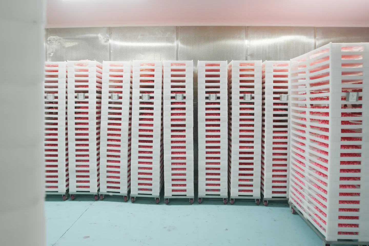 Rows of wheeled racks holding trays of pink gummies