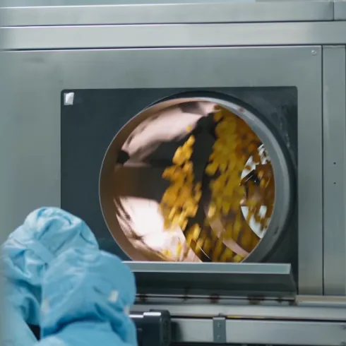 A centrifugal dryer processing yellow ashwagandha gummies while a production worker monitors the equipment, helping control moisture and improve shelf-life stability.