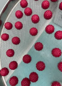 Red raspberry-shaped gummy samples for a biotin gummies for hair project combining biotin with zinc and selenium, using a cellulose-pectin network to improve firmness.