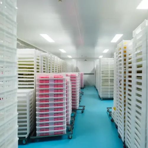 Calcium gummy production trays supporting trial production and commercial scale manufacturing control