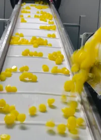 Yellow gummies move along a production conveyor for creatine electrolyte gummy manufacturing