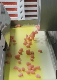 Pink gummies move through a production conveyor during sugar-free creatine electrolyte gummy development