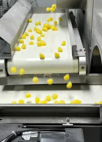 Yellow Daily Creatine Gummies on a production conveyor for a muscle-growth project using the 4 g creatine, magnesium, zinc, D3 and B12 formula, with custom shapes and NSF/ANSI 173 submission support.