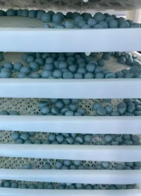 Blue Daily Creatine Gummies drying on production racks for a women's strength project with tropical fruit or berry flavors and customizable soft or firm textures.