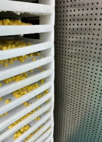 Yellow calcium magnesium zinc gummies arranged on production trays, representing a multi-mineral private label gummy project for premium supplement brands.