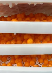 Orange gummies on drying trays for a Lion's Mane mushroom focus gummies project, combining Lion's Mane, B12 and L-theanine with a blended pectin base for a chewy texture.