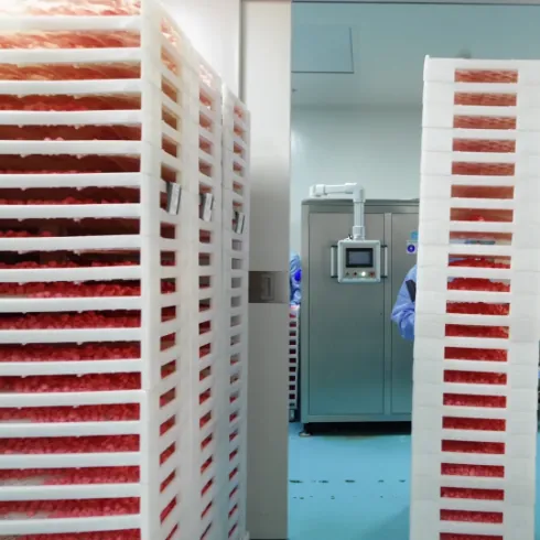 Red probiotic gummies on drying racks for a bulk production run, supporting volume-discount options for larger bulk probiotic gummies projects.