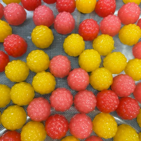 Red and yellow gummy samples representing custom protein gummy formulation with WPI, WPH, collagen, plant protein or blended protein sources for private label brands.