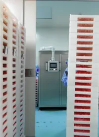 Yellow gummies moving through a production line during standardized saffron gummy scale-up