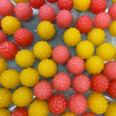 Assorted colorful gummy samples illustrating greens and fruit blend formulation options