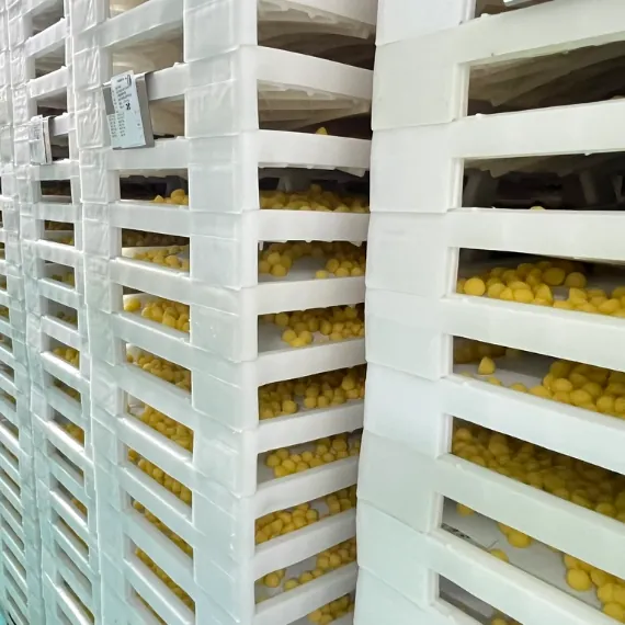 Golden turmeric gummies on drying racks during production color and stability control