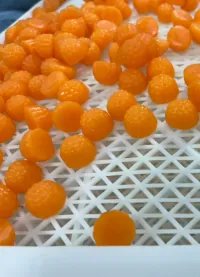 Bright orange-yellow gummy batch on a production tray during turmeric lot qualification